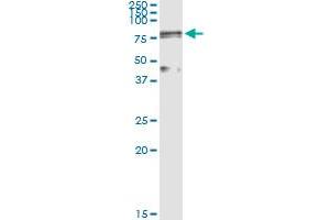 Immunoprecipitation of LOXL1 transfected lysate using anti-LOXL1 MaxPab rabbit polyclonal antibody and Protein A Magnetic Bead , and immunoblotted with LOXL1 purified MaxPab mouse polyclonal antibody (B01P) . (LOXL1 抗体  (AA 1-574))
