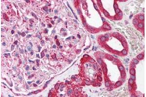 Human Kidney (formalin-fixed, paraffin-embedded) stained with NUCB1 antibody ABIN214130 at 5 ug/ml followed by biotinylated goat anti-rabbit IgG secondary antibody ABIN481713, alkaline phosphatase-streptavidin and chromogen. (Nucleobindin 1 抗体  (C-Term))