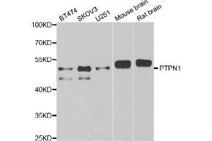 Western blot analysis of extracts of various cell lines, using PTPN1 antibody (ABIN5970769) at 1/1000 dilution. (PTPN1 抗体)