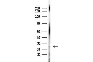 anti-Eukaryotic Translation Initiation Factor 3 Subunit J (EIF3S1) (pSer127) antibody