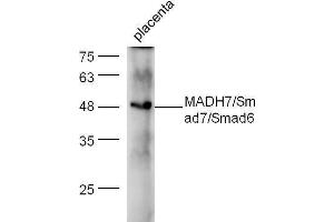 Mouse placenta lysate probed with Anti-Smad7 + Smad6 Polyclonal Antibody  at 1:5000 90min in 37˚C. (SMAD7 抗体  (AA 1-100))