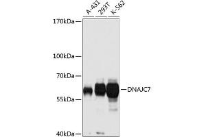 Western blot analysis of extracts of various cell lines, using DN antibody (ABIN3016674, ABIN3016675, ABIN3016676 and ABIN6219809) at 1:1000 dilution. (DNAJC7 抗体  (AA 230-380))