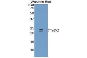 Western Blotting (WB) image for anti-Bone Morphogenetic Protein 1 (BMP1) (AA 856-982) antibody (ABIN1173363) (BMP1 抗体  (AA 856-982))
