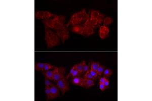 Immunofluorescence analysis of HepG2 cells using Perilipin-2 Rabbit pAb (ABIN6127414, ABIN6145773, ABIN6145774 and ABIN6221871) at dilution of 1:50 (40x lens). (ADRP 抗体  (AA 168-437))