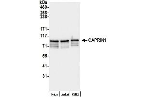 anti-Cell Cycle Associated Protein 1 (Caprin-1) (AA 550-600) antibody