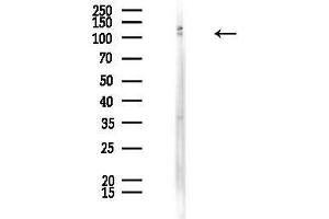 Western blot analysis of lysates from Mouse testis, using SLC4 Antibody at 1/1000 dilution.
