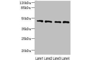 Western blot All lanes: NOL4L antibody at 0. (NOL4L (AA 101-300) 抗体)