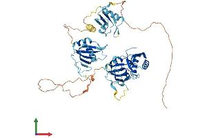 Protein Structure (PS) image for Polypyrimidine Tract Binding Protein 2 (PTBP2) (AA 1-531) protein (His tag) (ABIN7560127)