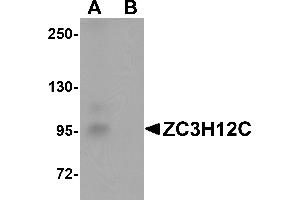 Western Blotting (WB) image for anti-Zinc Finger CCCH-Type Containing 12C (ZC3H12C) (N-Term) antibody (ABIN1031674) (ZC3H12C 抗体  (N-Term))
