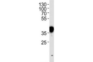 NPM1 antibody western blot analysis in HeLa lysate. (NPM1 抗体  (AA 7-33))