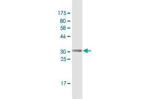 Western Blot detection against Immunogen (34. (SPRR2F 抗体  (AA 1-72))