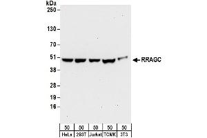 Western Blotting (WB) image for anti-Ras-Related GTP Binding C (RRAGC) (AA 1-50) antibody (ABIN7449811)