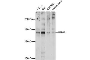 Western blot analysis of extracts of various cell lines, using USP42 antibody (ABIN7271163) at 1000 dilution. (USP42 抗体  (AA 500-700))