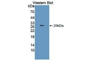 Western Blotting (WB) image for anti-Granzyme B (GZMB) (AA 21-247) antibody (ABIN1868305) (GZMB 抗体  (AA 21-247))