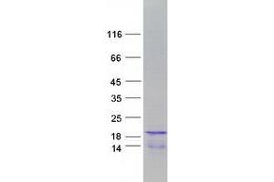 Validation with Western Blot (HIST1H2BH Protein (Myc-DYKDDDDK Tag))