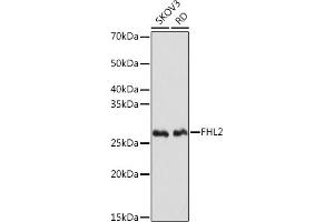 Western blot analysis of extracts of various cell lines, using FHL2 Rabbit mAb (ABIN7267254) at 1:1000 dilution. (FHL2 抗体)