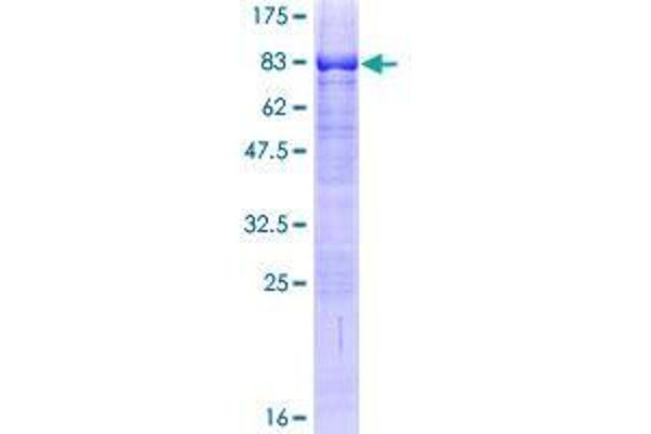 ZNF410 Protein (AA 1-478) (GST tag)