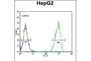 Flow cytometric analysis of HepG2 cells (right histogram) compared to a negative control cell (left histogram). (MGAT2 抗体  (C-Term))