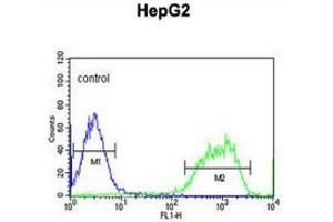Flow cytometric analysis of HepG2 cells (right histogram) compared to a negative control cell (left histogram) using PXMP2  Antibody , followed by FITC-conjugated goat-anti-rabbit secondary antibodies. (PXMP2 抗体  (Middle Region))