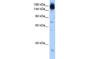 WB Suggested Anti-NCAPD2 Antibody Titration:  0. (NCAPD2 抗体  (C-Term))