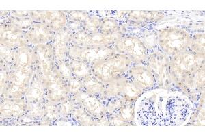 Detection of FGF1 in Caprine Kidney Tissue using Polyclonal Antibody to Fibroblast Growth Factor 1, Acidic (FGF1) (FGF1 抗体  (AA 2-155))