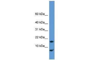 WB Suggested Anti-Cnih Antibody Titration:  0.