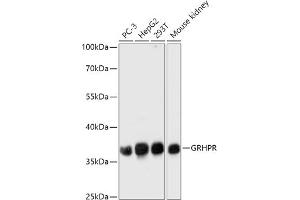 Western blot analysis of extracts of various cell lines, using GRHPR antibody (ABIN7267486) at 1:1000 dilution. (GRHPR 抗体  (AA 100-328))