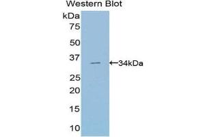 Western Blotting (WB) image for anti-Suppressor of Variegation 4-20 Homolog 2 (SUV420H2) (AA 2-279) antibody (ABIN1078551) (SUV420H2/KMT5C 抗体  (AA 2-279))