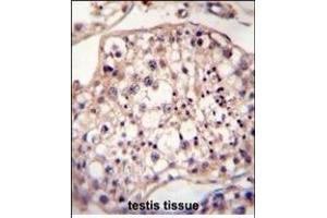 DYRK2 Antibody (N-term) A immunohistochemistry analysis in formalin fixed and paraffin embedded human testis tissue followed by peroxidase conjugation of the secondary antibody and DAB staining. (DYRK2 抗体  (N-Term))