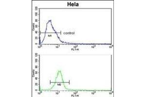 EphB3 Antibody (ABIN652365 and ABIN2841733) flow cytometric analysis of Hela cells (bottom histogram) compared to a negative control cell (top histogram). (EPH Receptor B3 抗体)