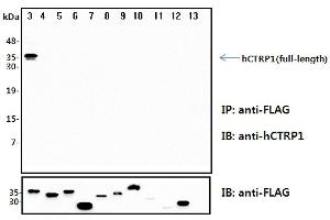 Immunoprecipitation (IP) analysis of the cell lysates from HEK293 cells transfected with empty vector or a panel of the FLAG-tagged CTRP family (full-length) followed by immunoblot analysis using anti-CTRP1 (human), pAb  antibody. (C1QTNF1 抗体)