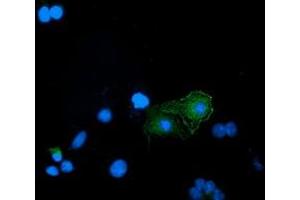 Immunofluorescence (IF) image for anti-Bridging Integrator 3 (BIN3) antibody (ABIN1496925) (BIN3 抗体)