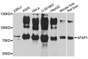 Western blot analysis of extracts of various cell lines, using AFAP1 antibody. (AFAP 抗体  (AA 461-730))