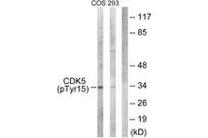 Western blot analysis of extracts from COS7 cells treated with EGF 200ng/ml 30' and 293 cells treated with H2O2 100u, 15mins, using CDK5 (Phospho-Tyr15) Antibody. (CDK5 抗体  (pTyr15))