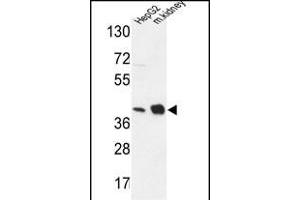 NDUFA10 Antibody (Center) (ABIN653725 and ABIN2843032) western blot analysis in HepG2 cell line and mouse kidney tissue lysates (35 μg/lane). (NDUFA10 抗体  (AA 252-281))