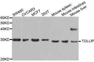 Western blot analysis of extracts of various cell lines, using TOLLIP antibody. (TOLLIP 抗体)