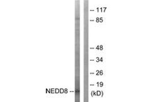 Western blot analysis of extracts from Jurkat cells, using NEDD8 Antibody. (NEDD8 抗体  (AA 10-59))
