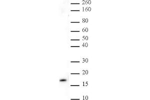 Histone H3K27me3 pAb tested by Western blot. (Histone 3 抗体  (3meLys27))