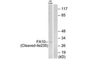 Western blot analysis of extracts from rat liver cells, using FA10 (activated heavy chain,Cleaved-Ile235) Antibody. (Coagulation Factor X 抗体  (Cleaved-Ile235))