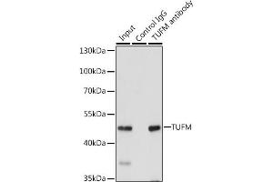 Immunoprecipitation analysis of 200 μg extracts of 293T cells, using 3 μg TUFM antibody (ABIN6127865, ABIN6149701, ABIN6149702 and ABIN6222063). (TUFM 抗体  (AA 186-455))