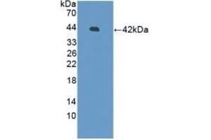 DEFB126 抗体  (AA 21-111)