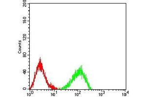 Flow cytometric analysis of HL-60 cells using LRP12 mouse mAb (green) and negative control (red). (LRP12 抗体  (AA 355-492))