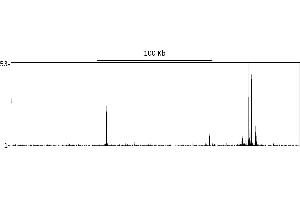 ChIP DNA-Sequencing (ChIP-seq) image for anti-GR (AA 150-200) antibody (ABIN7795590) (GR (AA 150-200) 抗体)