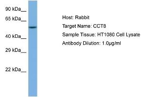 Host: Rabbit Target Name: CCT8 Sample Tissue: Human HT1080 Whole Cell  Antibody Dilution: 1ug/ml (CCT8 抗体  (N-Term))