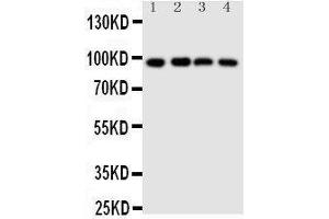 Anti-SIDT1 antibody, Western blotting Lane 1: HELA Cell Lysate Lane 2: COLO320 Cell Lysate Lane 3: SW620 Cell Lysate Lane 4:  Cell Lysate (SIDT1 抗体  (N-Term))