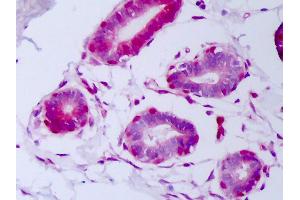 Anti-FGF2 / BFGF antibody IHC of human breast, myoepithelium. (FGF2 抗体)