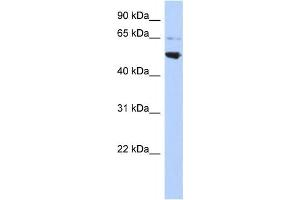 Western Blotting (WB) image for anti-Adaptor-Related Protein Complex 3, mu 2 Subunit (AP3M2) antibody (ABIN2459521) (AP3M2 抗体)