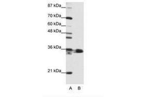 Image no. 1 for anti-Heterogeneous Nuclear Ribonucleoprotein A1 (HNRNPA1) (N-Term) antibody (ABIN203055) (HNRNPA1 抗体  (N-Term))