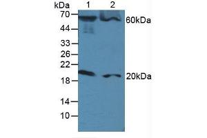 Figure. (FADD 抗体  (AA 12-206))