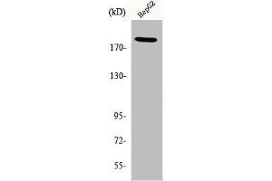 Western Blot analysis of HepG2 cells using Phospho-IRS-1 (S312) Polyclonal Antibody (IRS1 抗体  (pSer312))